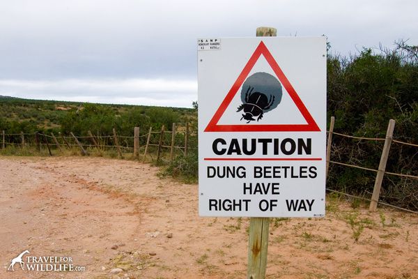 dung-beetle