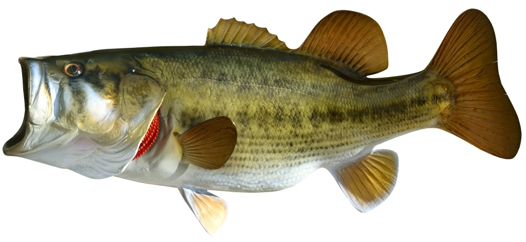 Betancourt warns: ‘The fish dies by the mouth… take away your Twitter’