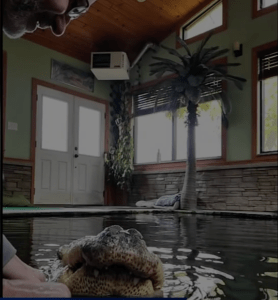 alligator