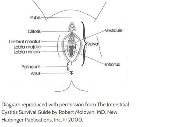 The vulva is the external part of the female genitalia. The outer and inner ‘lips’ of the vulva are called the labia majora and labia minora. The vestibule surrounds the opening of the vagina, or introitus, and the opening of the urethra, or urethral meatus. The judge permitted the prosecution to show the jury 167 photos of the vulvas of some dozen women over the defense's objection. Some of the women were witness victims or spectators in the courtroom.