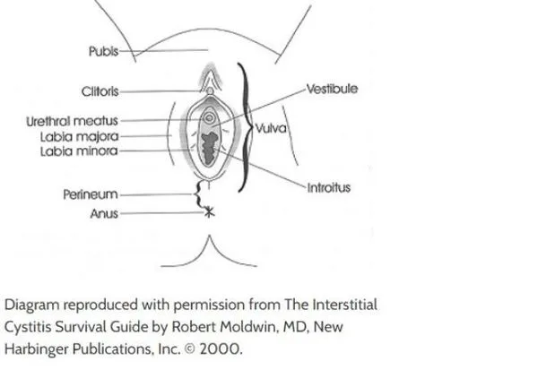 The vulva is the external part of the female genitalia. The outer and inner ‘lips’ of the vulva are called the labia majora and labia minora. The vestibule surrounds the opening of the vagina, or introitus, and the opening of the urethra, or urethral meatus. The judge permitted the prosecution to show the jury 167 photos of the vulvas of some dozen women over the defense's objection. Some of the women were witness victims or spectators in the courtroom.