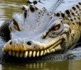 gator 7