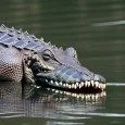 gator 4
