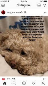 Ambrose cody killed 2/19/2019 dog