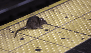 NYC Rat