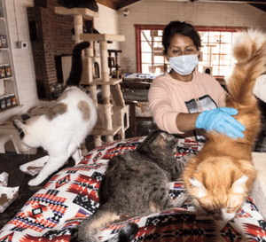Staff member at Delta caring for cats during COVID