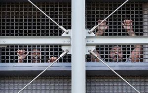 MDC Prisoners