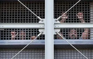 MDC Prisoners