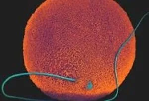 Teratogen: Any agent that can disturb the development of an embryo or fetus. Teratogens may cause a birth defect in the child. Or a teratogen may halt the pregnancy outright. The classes of teratogens include radiation, maternal infections, chemicals, and drugs.