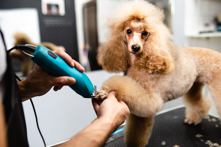 Part 7: Lauren Salzman Becomes Dog Groomer; Makes ‘Tremendous Impact’ as She Admits ‘Mistakes’