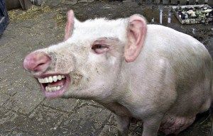 "I got Alanzo pissed, and he attacked my anonymous persona. Now I'll change personas and pretend I am serious about what he just said and get his goat again," - Porcine the Troll.