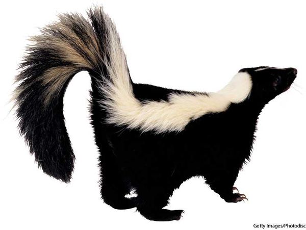 A5skunk