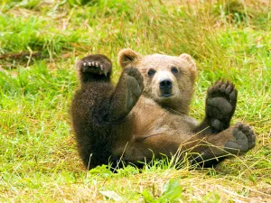 A baby bear is one of the cutest animals in the zoological garden. However, normally you should not try to cuddle with it if the mother bear is nearby. However, there is an instance where a certain leader of a community cuddled a lot, right under the mama bear's nose.