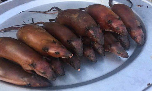 The Many ‘Delightful’ Meats Sold at the Wet Markets of China