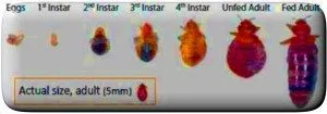 bedbugs copy 2