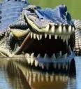 gator 6
