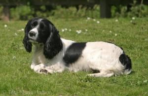 The late Pamela Cafritz had a dog named Jack, a black and white Cocker Spaniel. Miss Cafritz hired the 12 year old Rhiannon to walk her dog Jack.