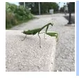 danesh comments