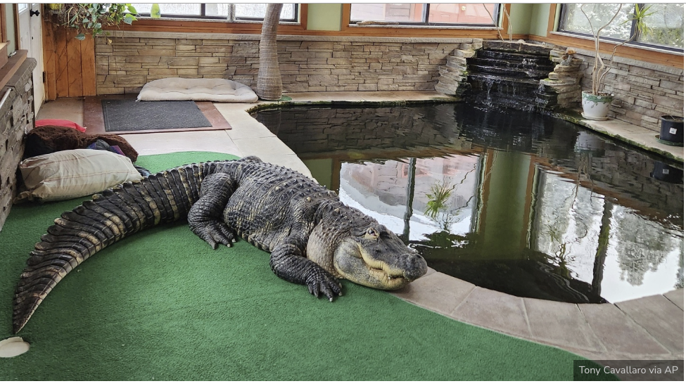 No Pool Party: NY Officials Take Man’s Pet Alligator by Force