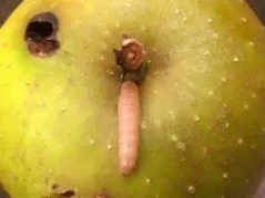 feature-apple-maggot worm