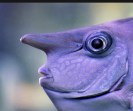fish 35