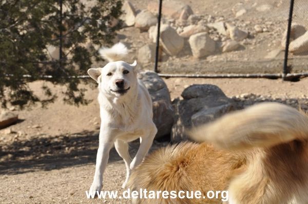 White dog running toward the camera in a dirt yard with a rocky backdrop and a blurred dog tail in the foreground; rescue watermark at bottom reading deltarescue.org.