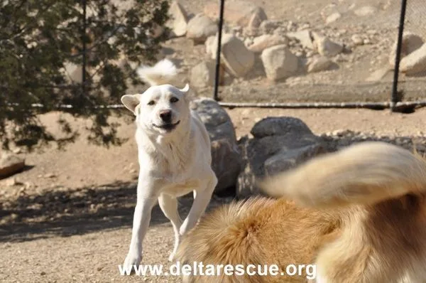 White dog running toward the camera in a dirt yard with a rocky backdrop and a blurred dog tail in the foreground; rescue watermark at bottom reading deltarescue.org.