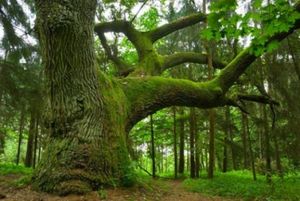110607121144-large