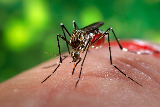 750 Million Genetically Engineered Mosquitoes Approved for Release in Florida Keys – First Time Ever in USA