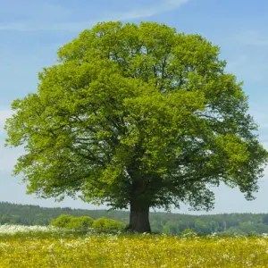 The linden tree is good for hanging rascals.