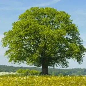 The linden tree is good for hanging rascals.