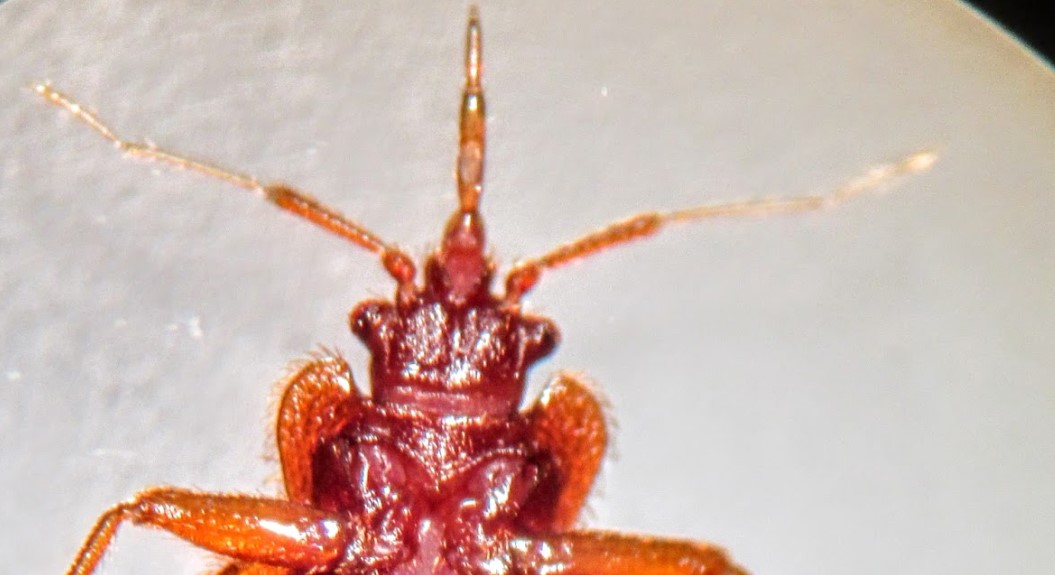 A Classy Campaign for Bedbug Rebranding