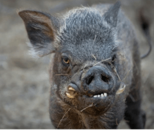 feral pig
