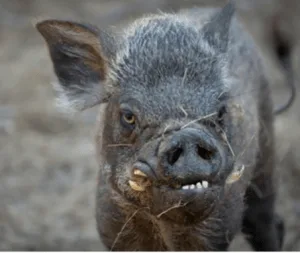 feral pig