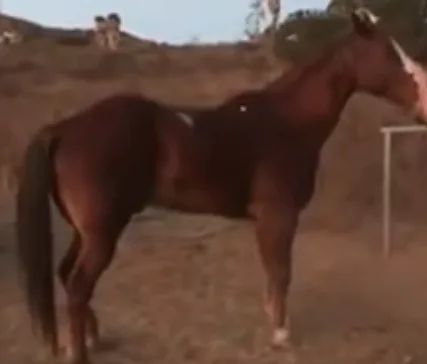 Laura Bell: Michelle Knutilla at HiCaliber killed over 200 healthy horses, while her cult-like followers enabled her