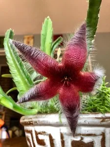 ugly flowers 3