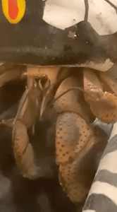 Ambrose hermit crabs