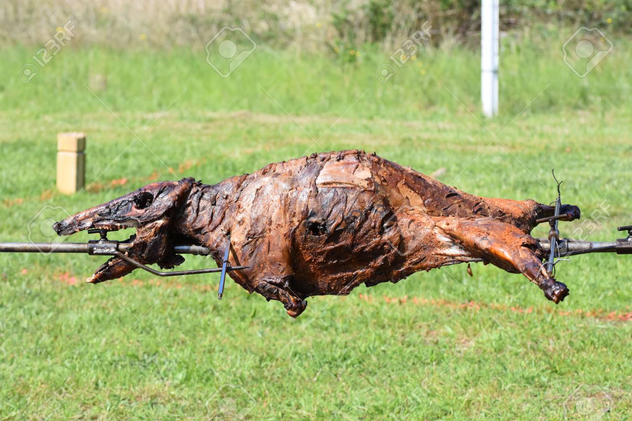 Surging Populations of Pigs Wreaking Havoc