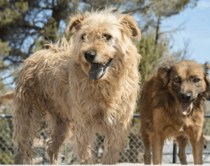 Many of the rescue dogs are not easily adoptable, but some are. Regardless, Grillo does not adopt out any dogs. The sanctuary is their home for life.