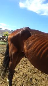 The back and forth of horse rescue: ‘BB’ condemns Laura Bell’s horse rescue operation