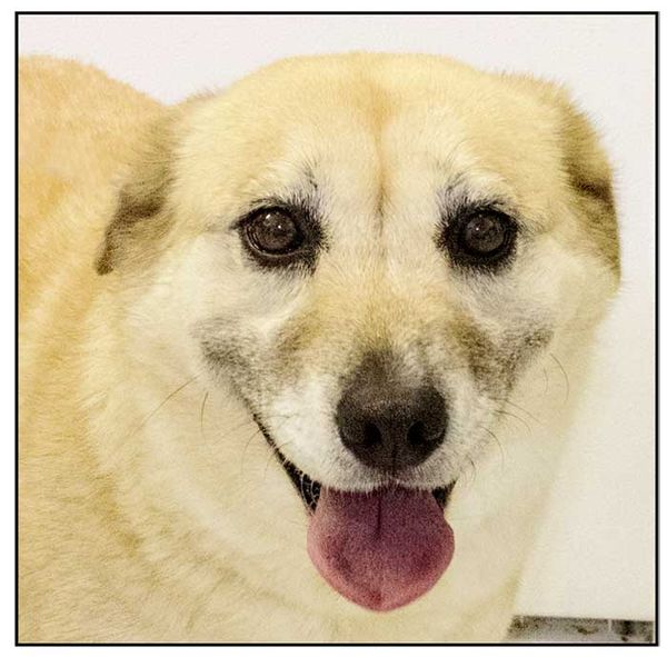 Close-up of a light-colored dog smiling with its tongue out