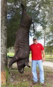 bangkok pig hog boar