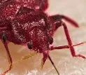 How Bed Bugs Appear Or Look