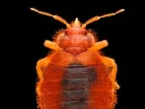 Bat bugs typically feed on bats. But when no bats are available, these parasitic creatures will happily feed on humans, too.