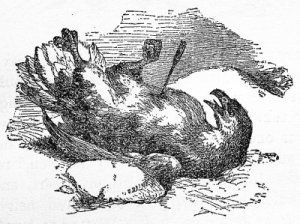 An eagle sold a few of her feathers then was shot by an arrow made with the feathers.