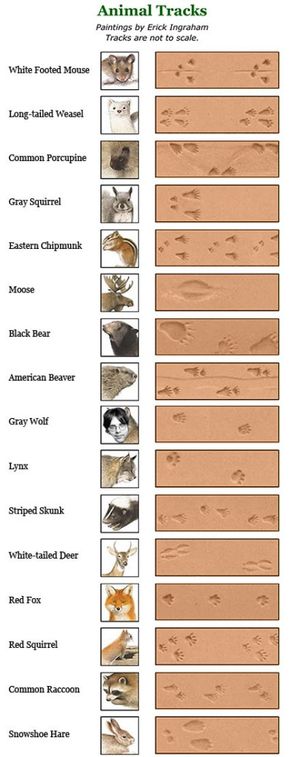 The Old Farmer's Almanac For Kids - Animal Tracks