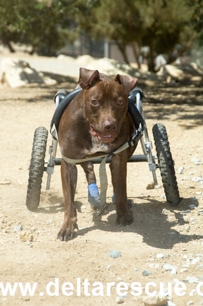 The Bankruptcy That Could Kill 800 Dogs