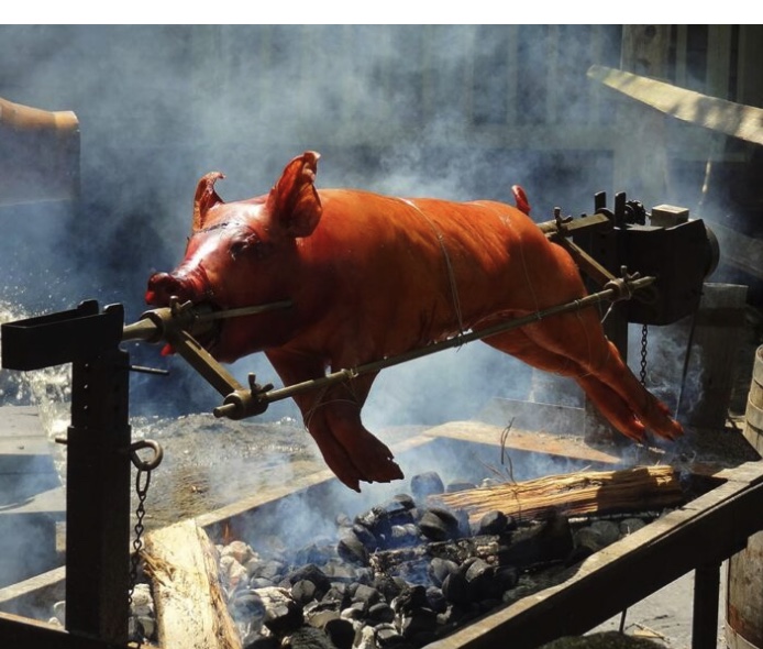 Bangkok: The Wild Pig is Not Your Enemy—It’s Your Next Meal