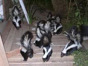 Espians climb the steps on the stripe path.