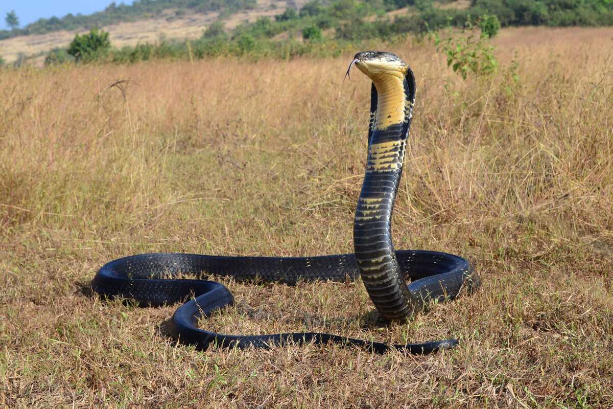 Indian Boy Bites Cobra to Death